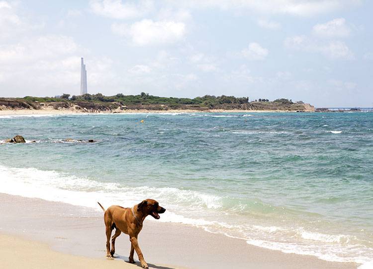 PROTECT OUR BEACHES